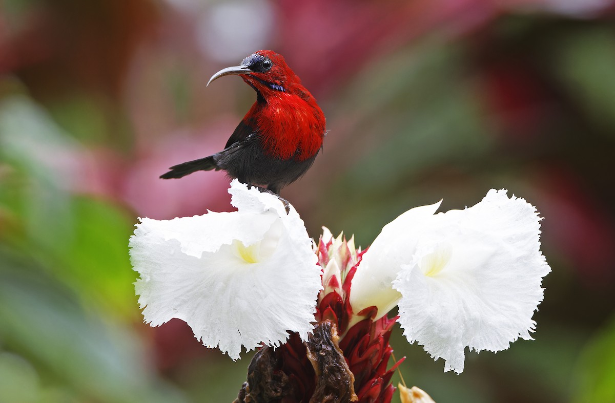 Magnificent Sunbird - ML641642784