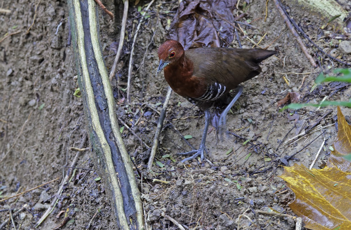 Slaty-legged Crake - ML641642791