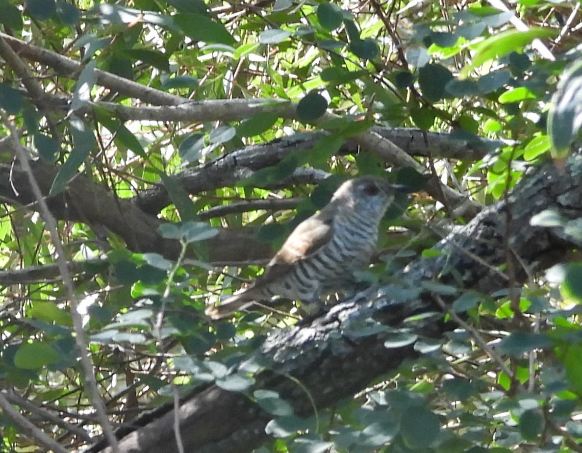 Little Bronze-Cuckoo - ML641642792