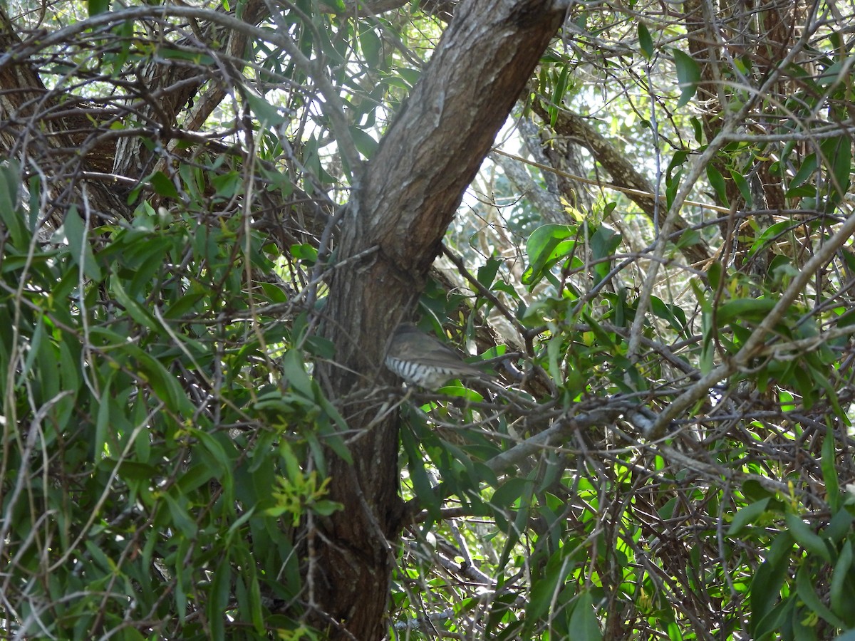 Little Bronze-Cuckoo - ML641642797