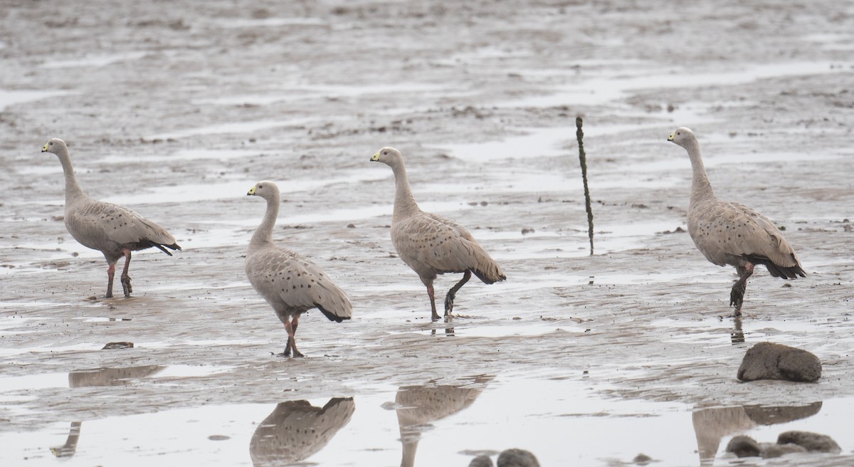 Cape Barren Goose - ML641642799