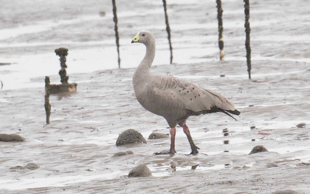 Cape Barren Goose - ML641642816