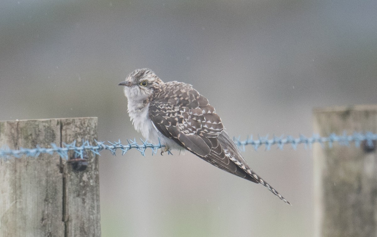 Pallid Cuckoo - ML641642819