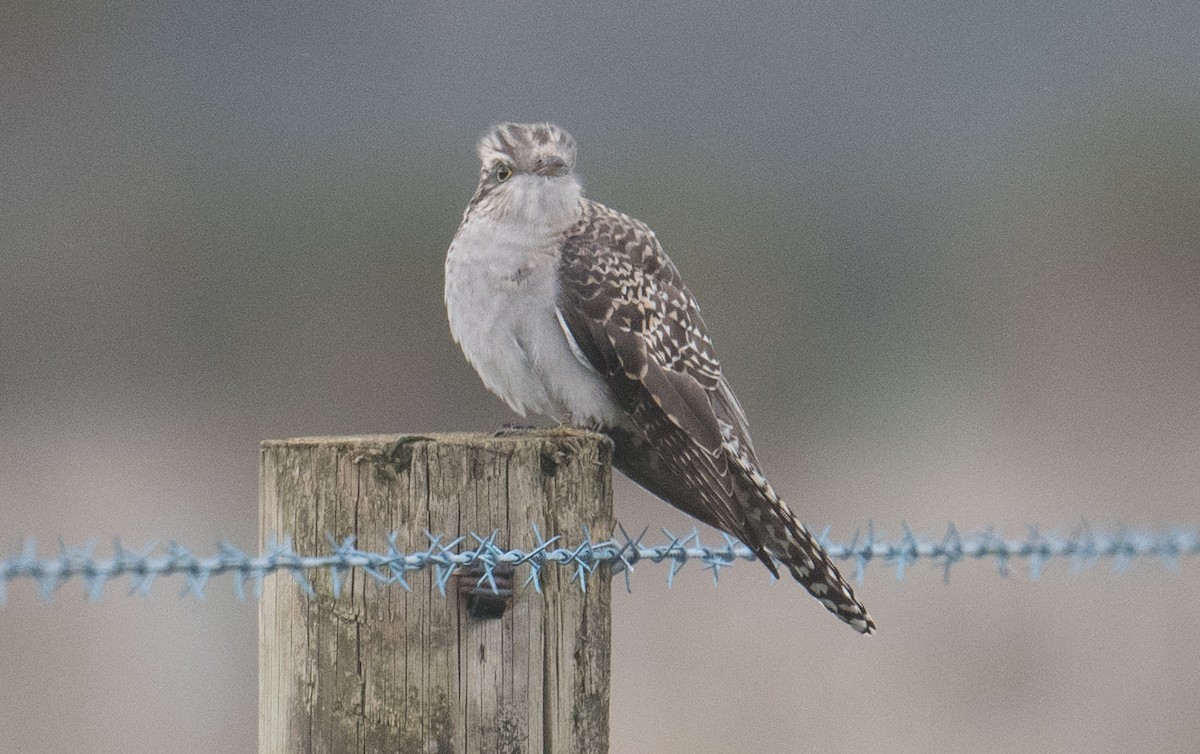Pallid Cuckoo - ML641642825