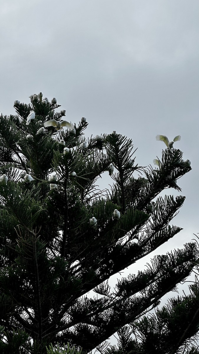 Little Corella - ML641642827