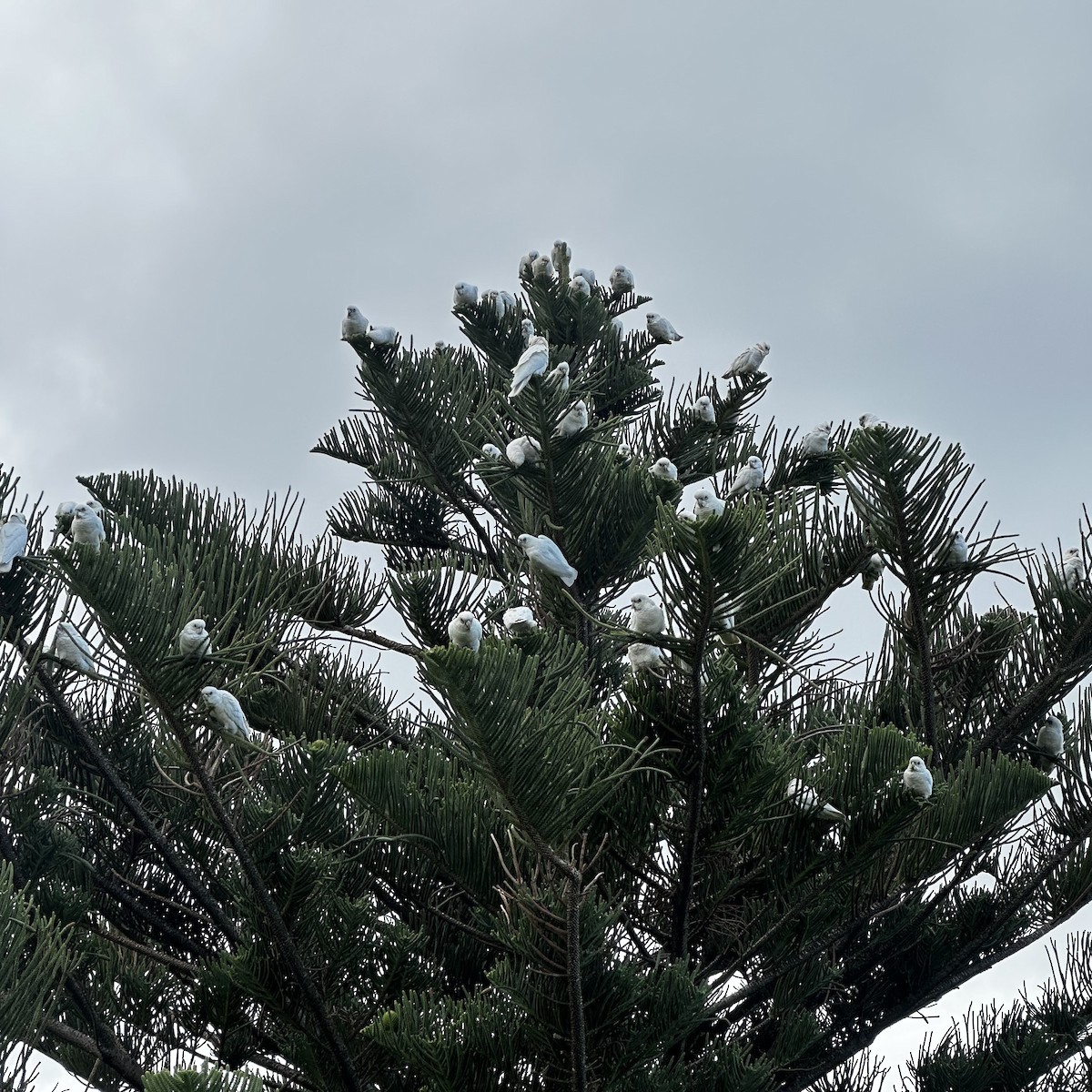 Little Corella - ML641642828
