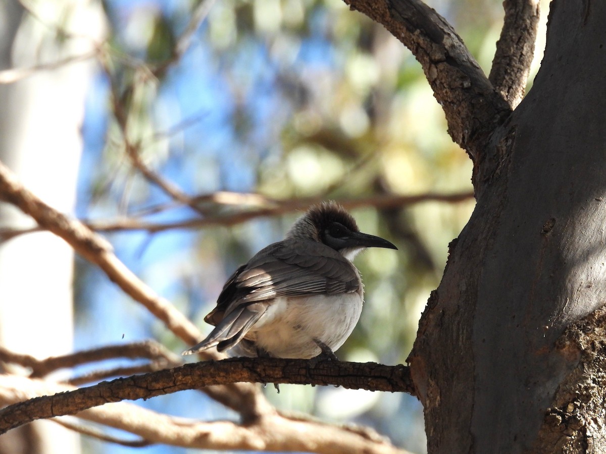Little Friarbird - ML641642830