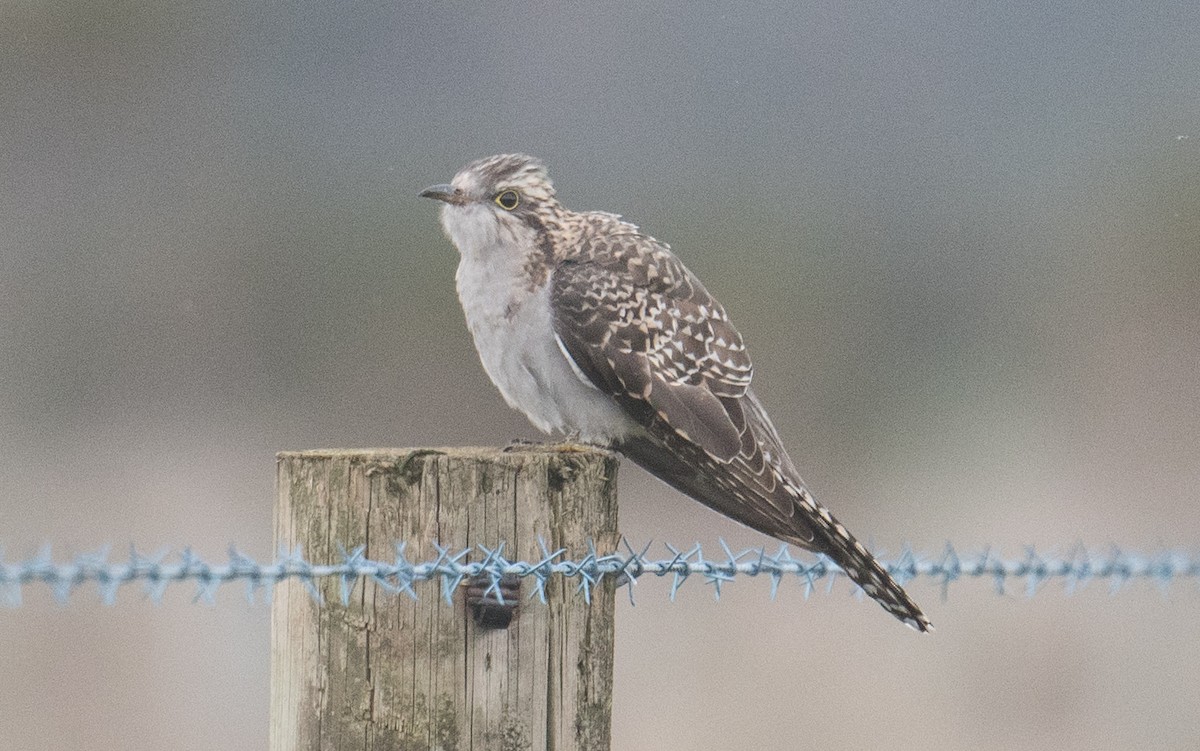 Pallid Cuckoo - ML641642831