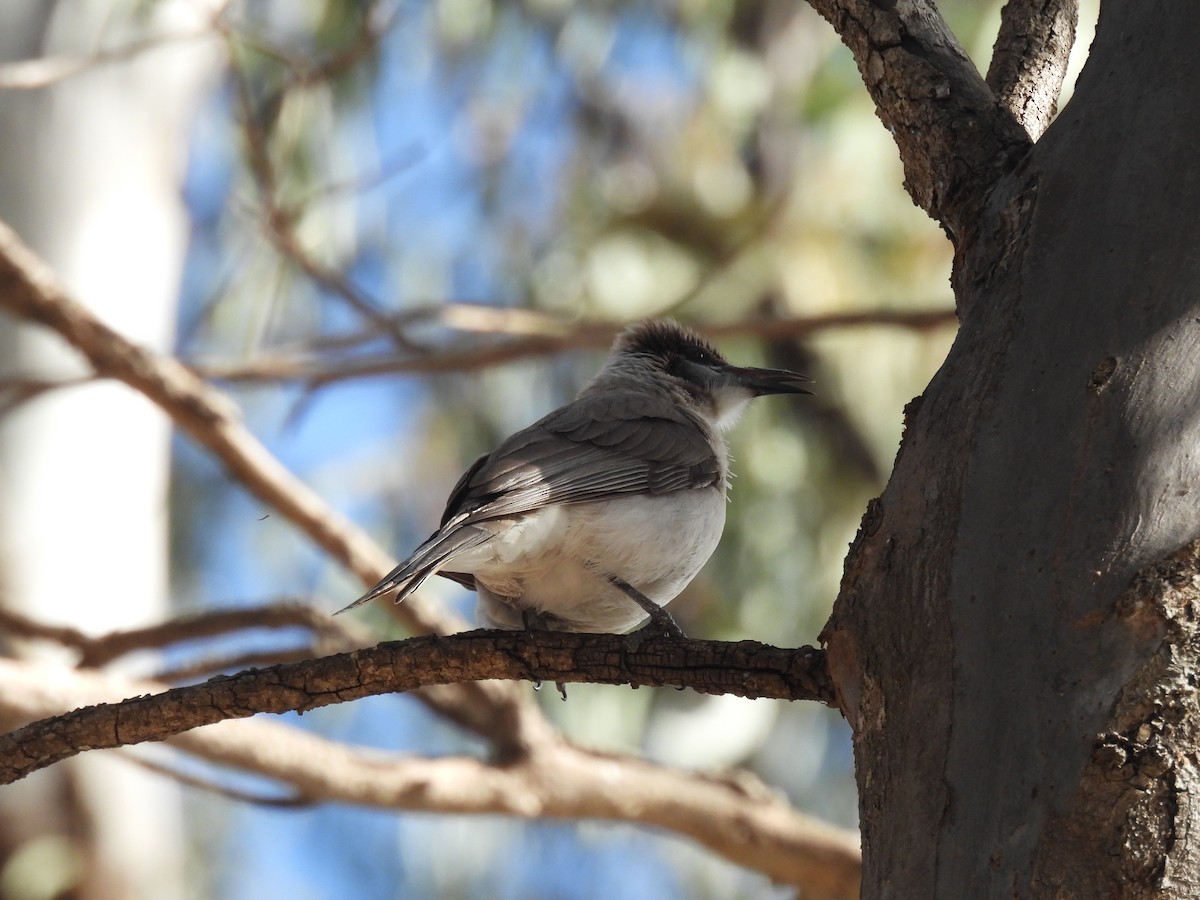 Little Friarbird - ML641642833