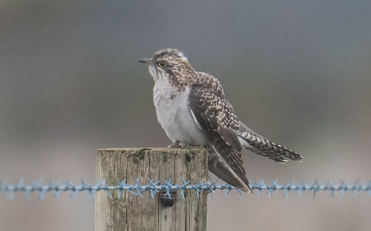 Pallid Cuckoo - ML641642834