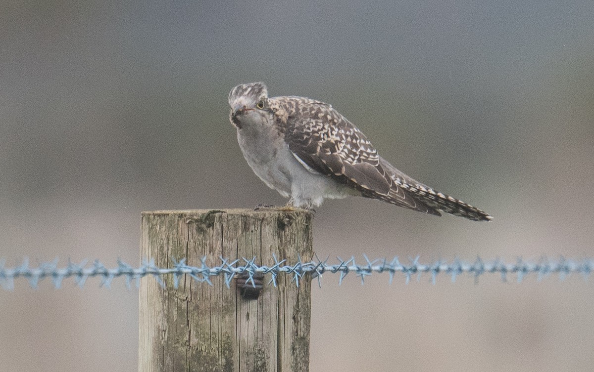 Pallid Cuckoo - ML641642837