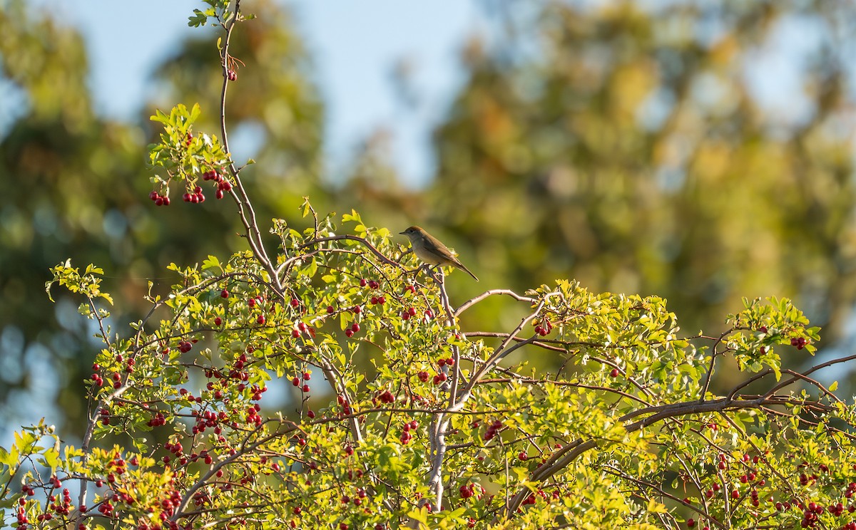 Халимагт зэржгэнэ - ML641642838