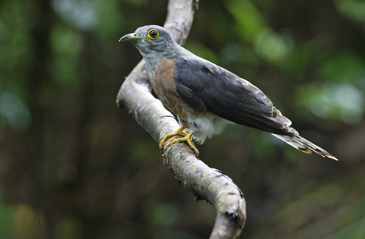 Philippine Hawk-Cuckoo - ML641642846