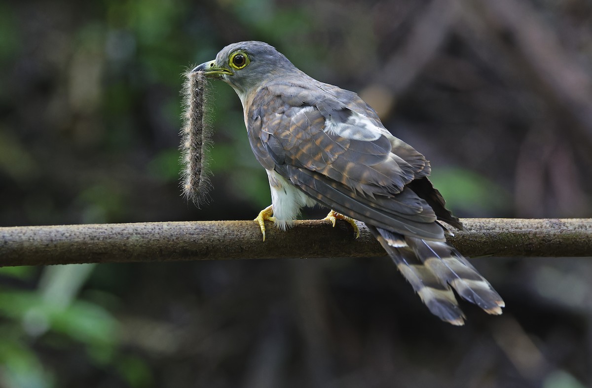 Philippine Hawk-Cuckoo - ML641642847