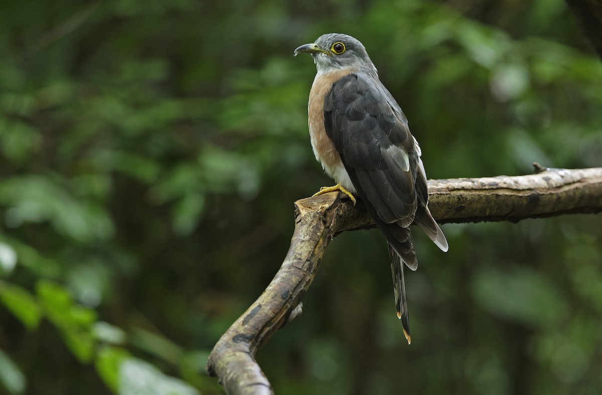 Philippine Hawk-Cuckoo - ML641642848