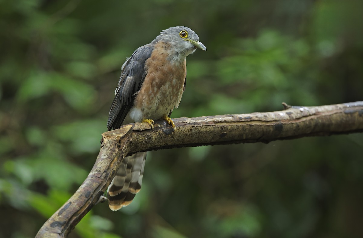 Philippine Hawk-Cuckoo - ML641642849