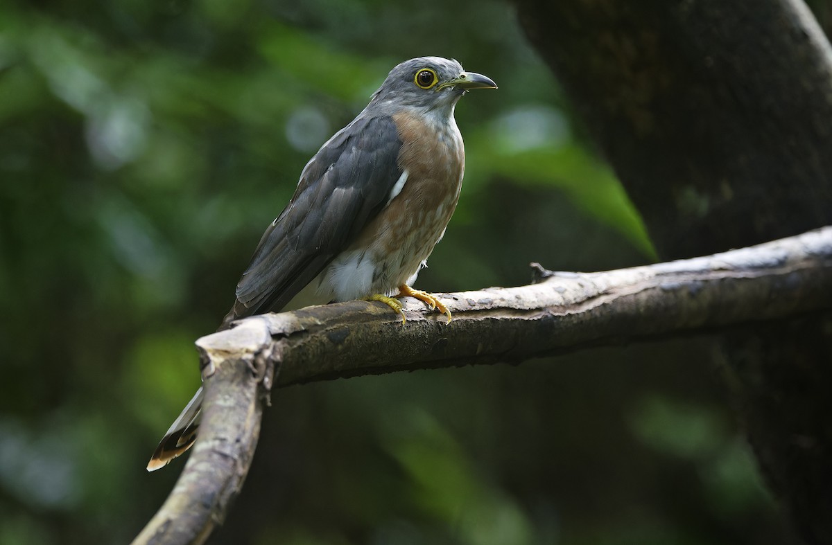 Philippine Hawk-Cuckoo - ML641642850