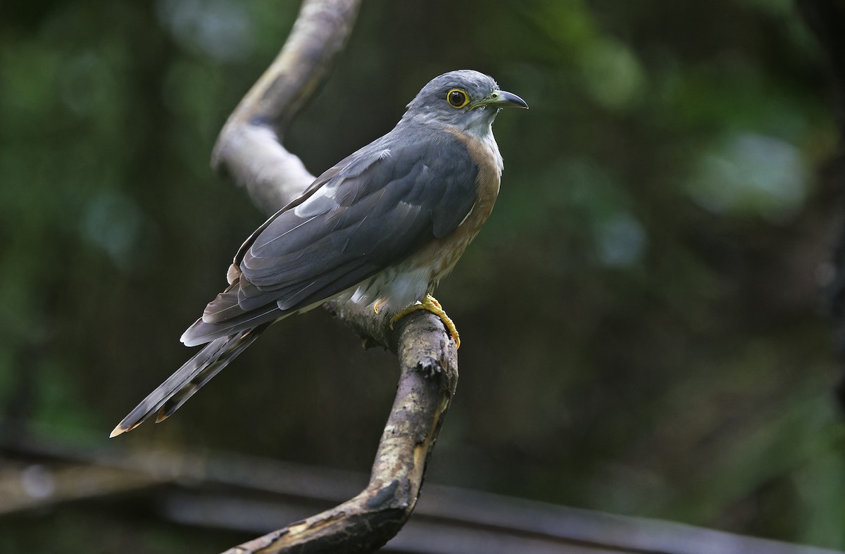 Philippine Hawk-Cuckoo - ML641642851