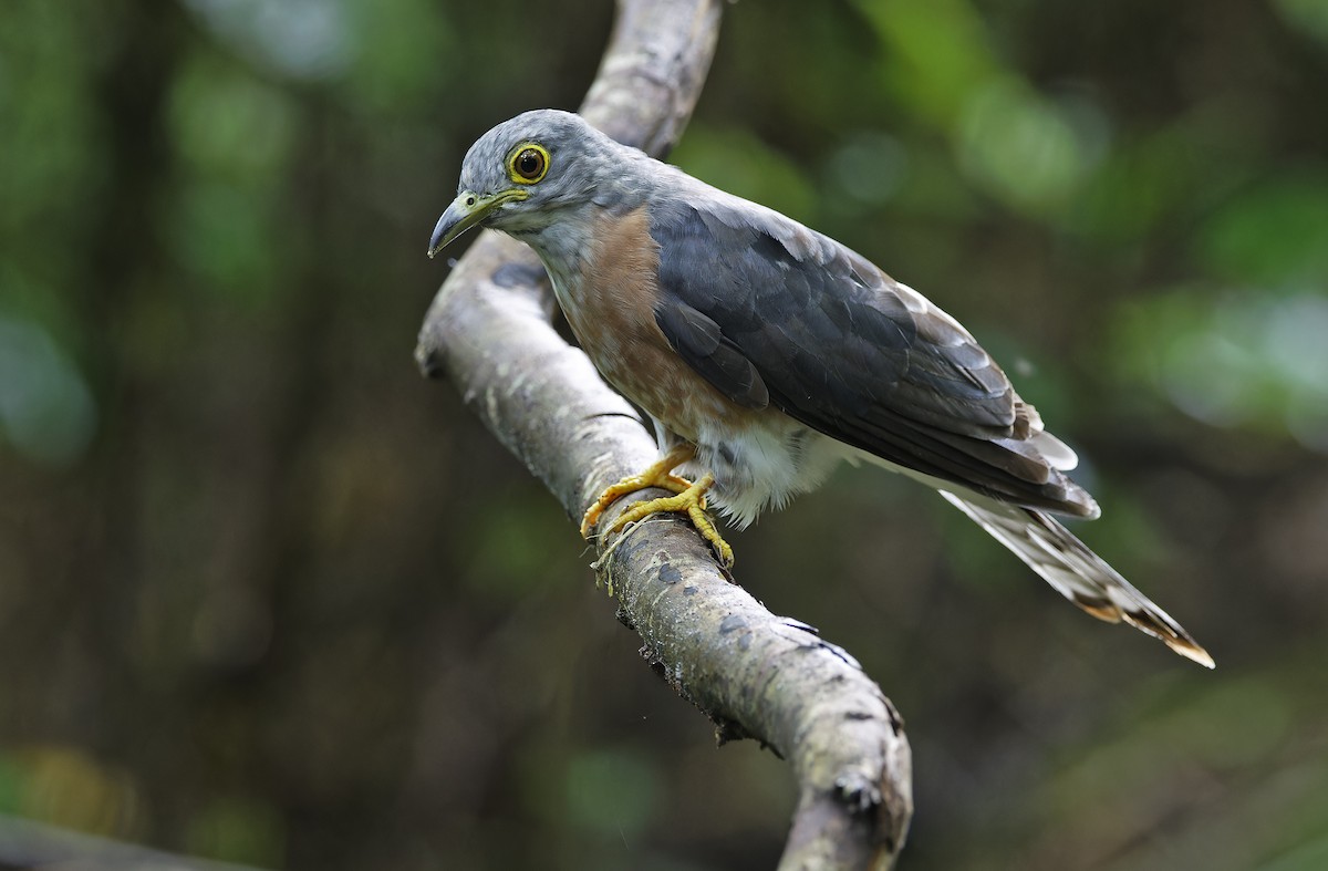 Philippine Hawk-Cuckoo - ML641642852