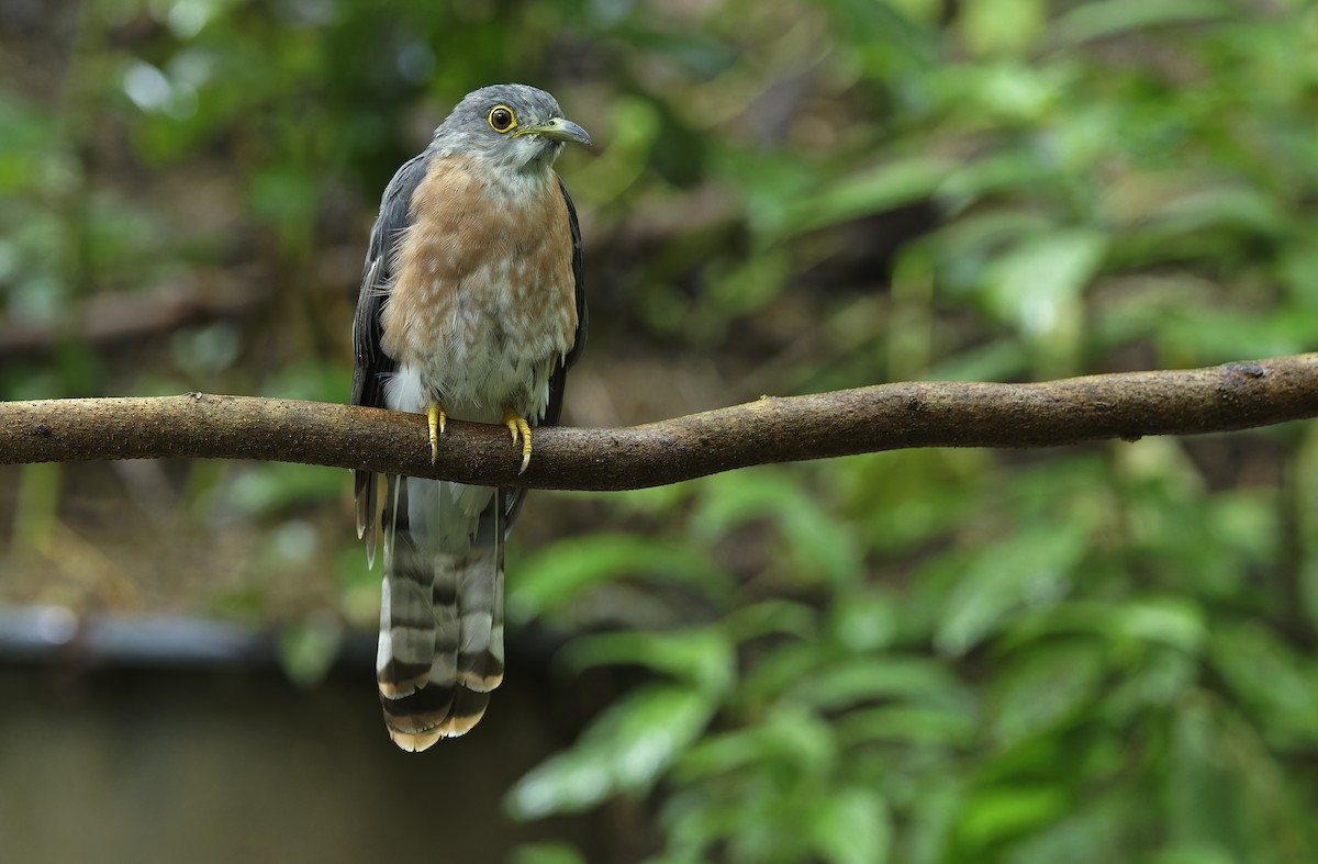 Philippine Hawk-Cuckoo - ML641642853