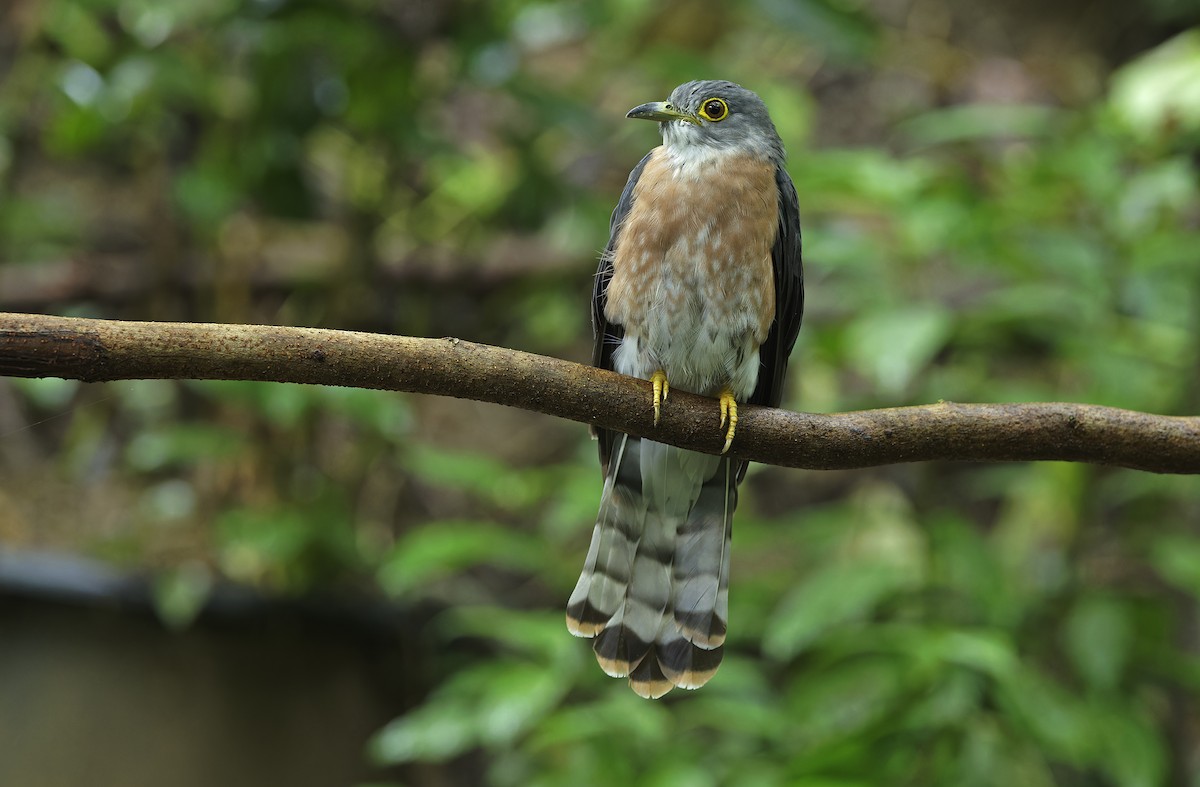 Philippine Hawk-Cuckoo - ML641642854