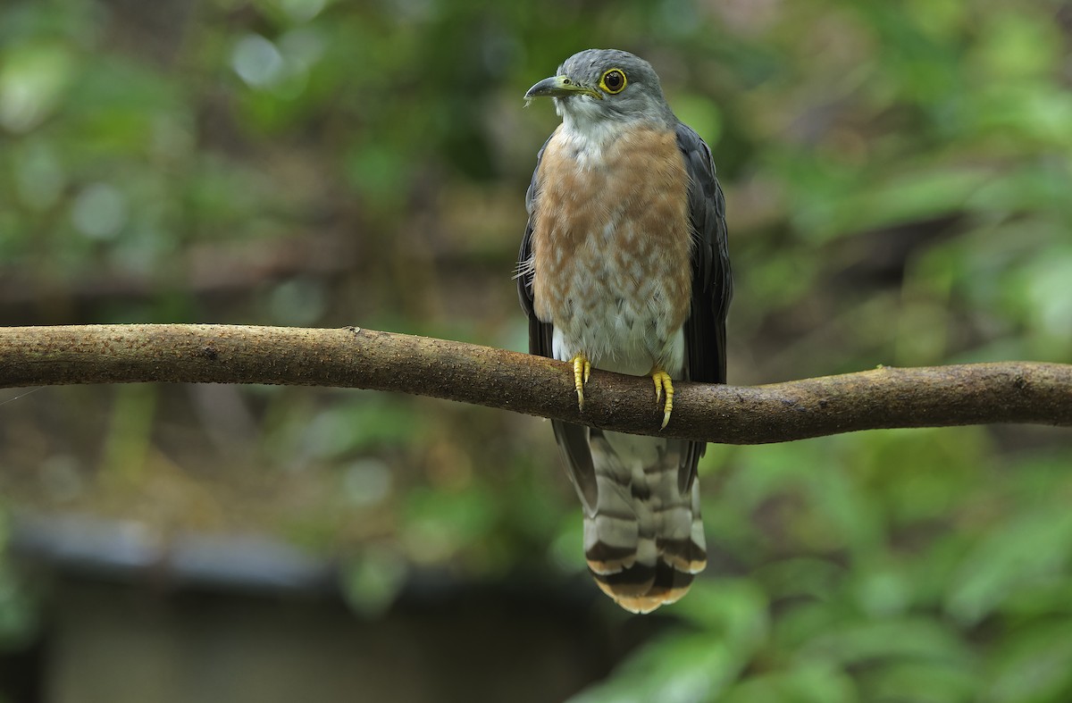 Philippine Hawk-Cuckoo - ML641642855