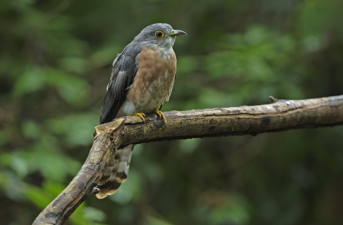 Philippine Hawk-Cuckoo - ML641642856