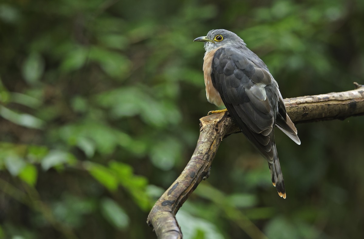 Philippine Hawk-Cuckoo - ML641642857