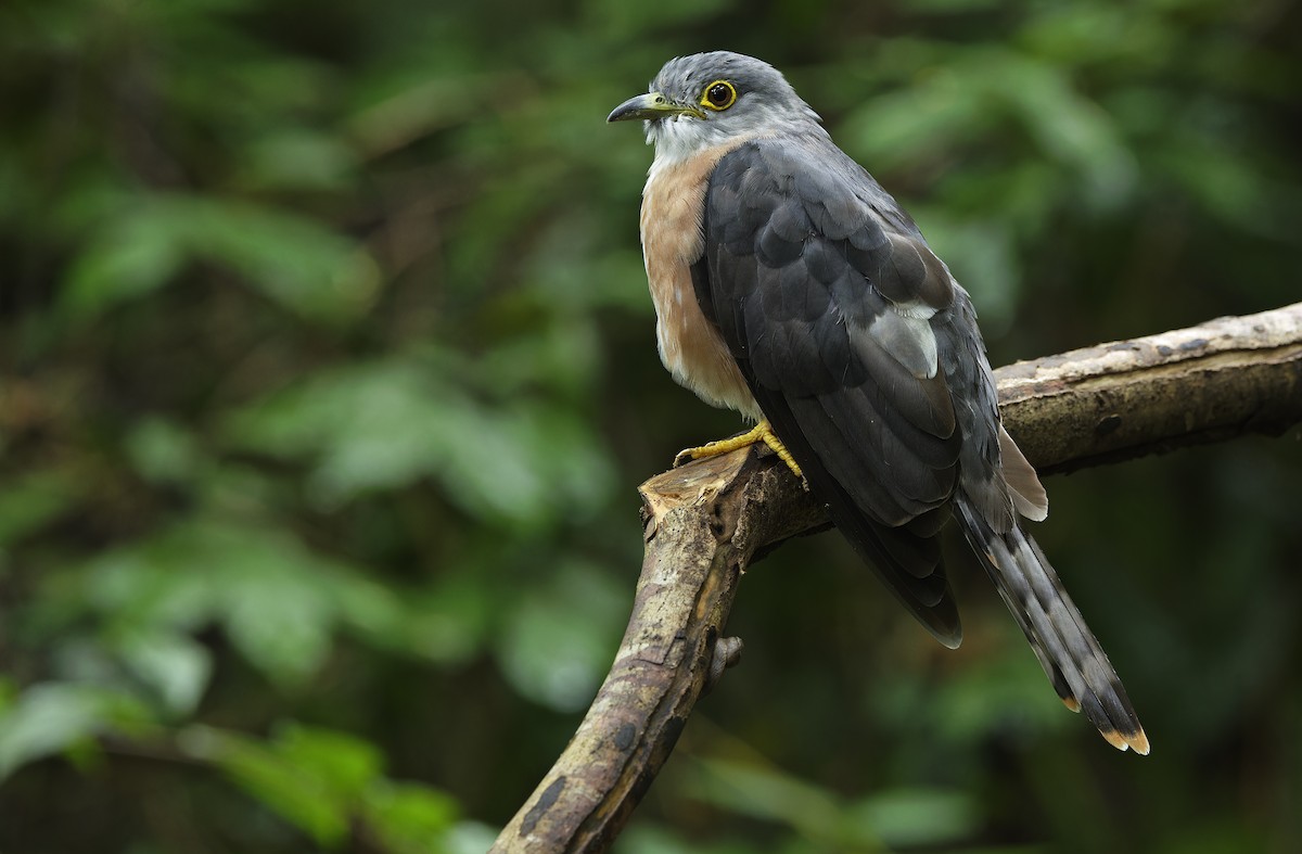 Philippine Hawk-Cuckoo - ML641642858