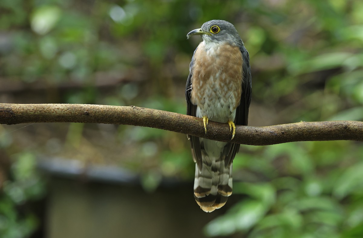 Philippine Hawk-Cuckoo - ML641642859