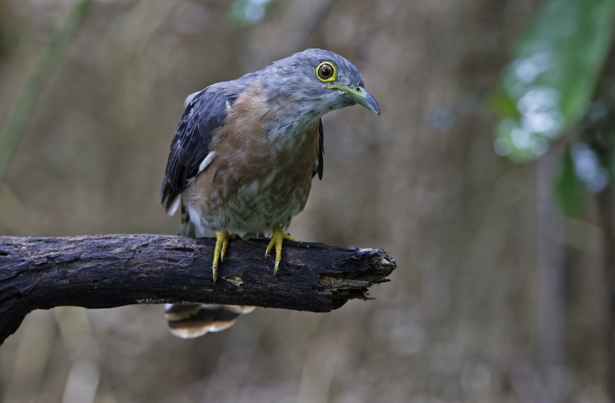 Philippine Hawk-Cuckoo - ML641642860