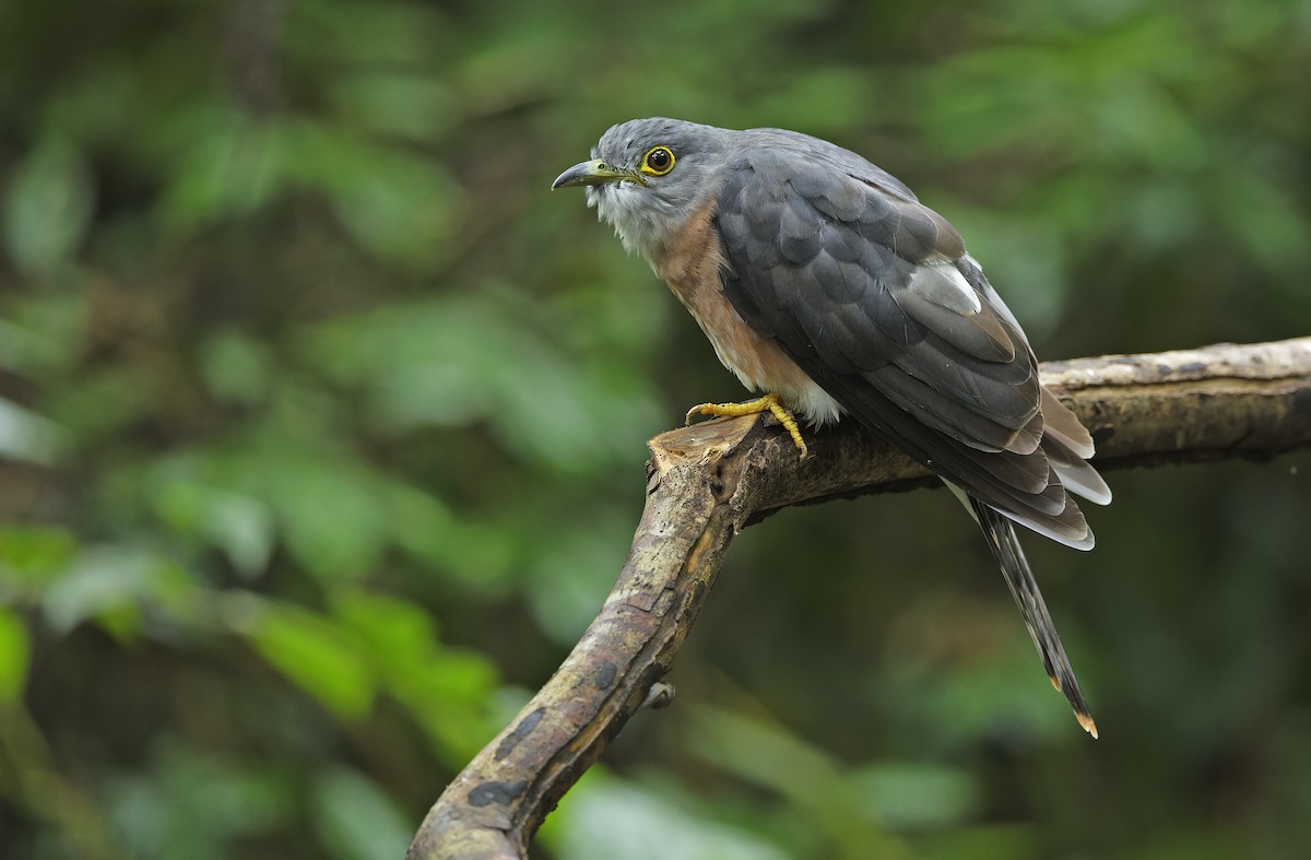 Philippine Hawk-Cuckoo - ML641642862