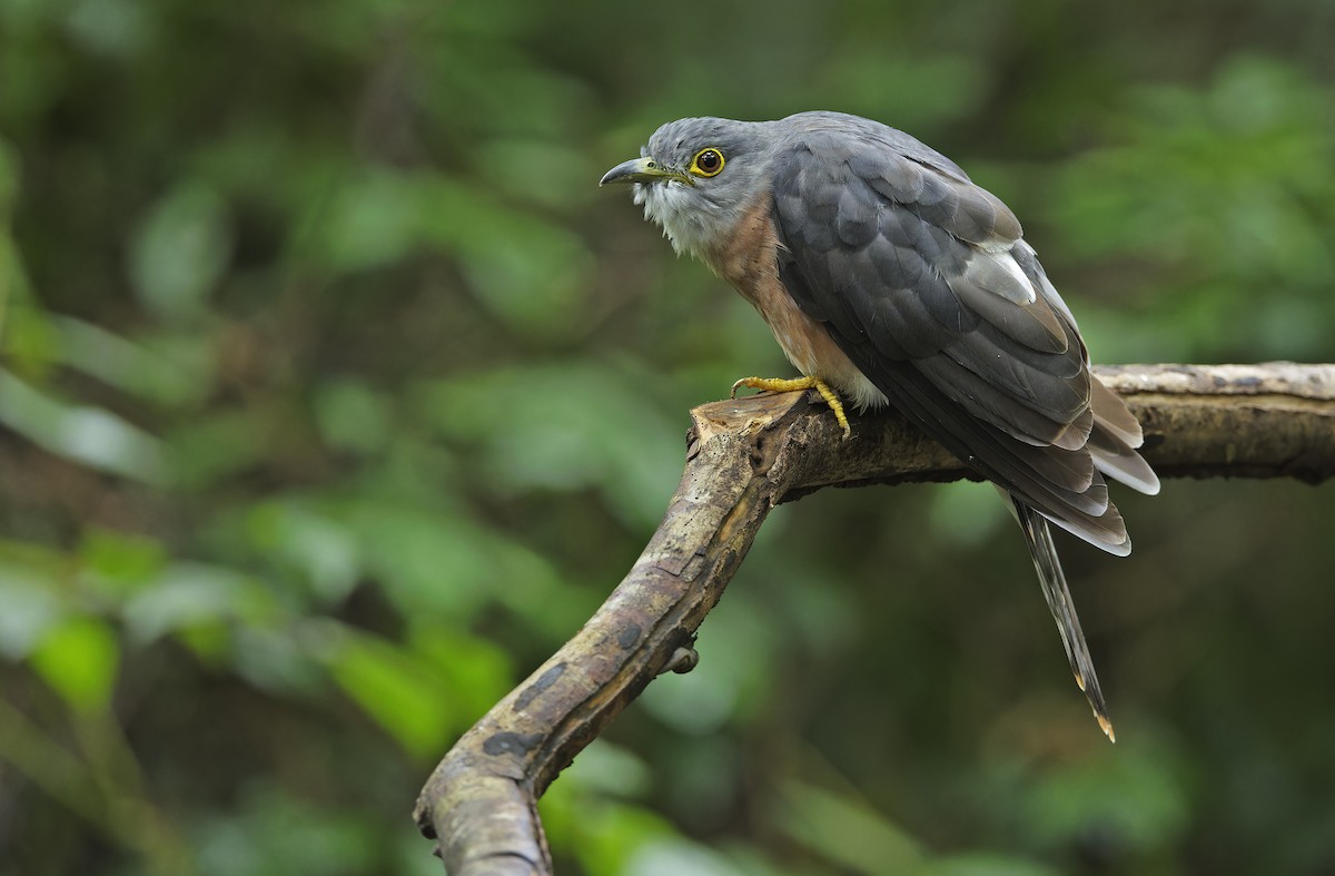 Philippine Hawk-Cuckoo - ML641642863