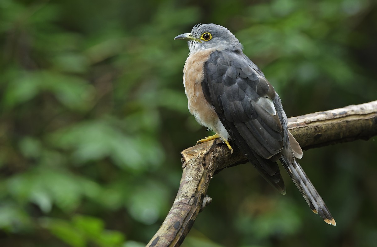 Philippine Hawk-Cuckoo - ML641642864