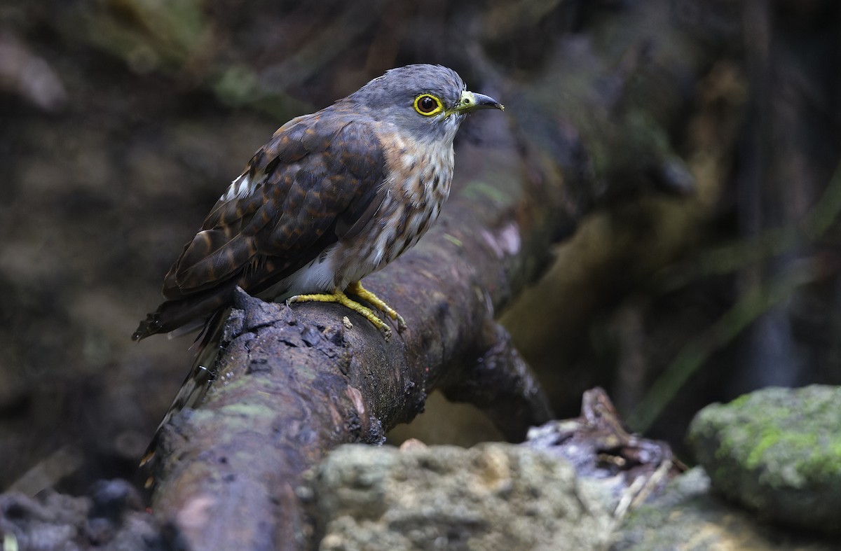 Philippine Hawk-Cuckoo - ML641642865