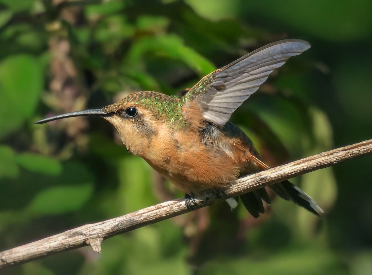 Slender Sheartail - ML641642882