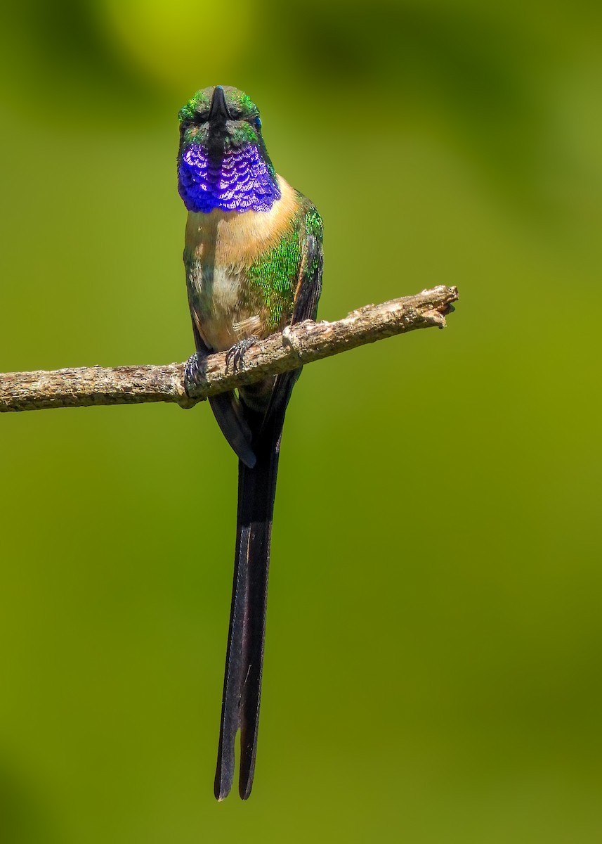 Slender Sheartail - ML641642883