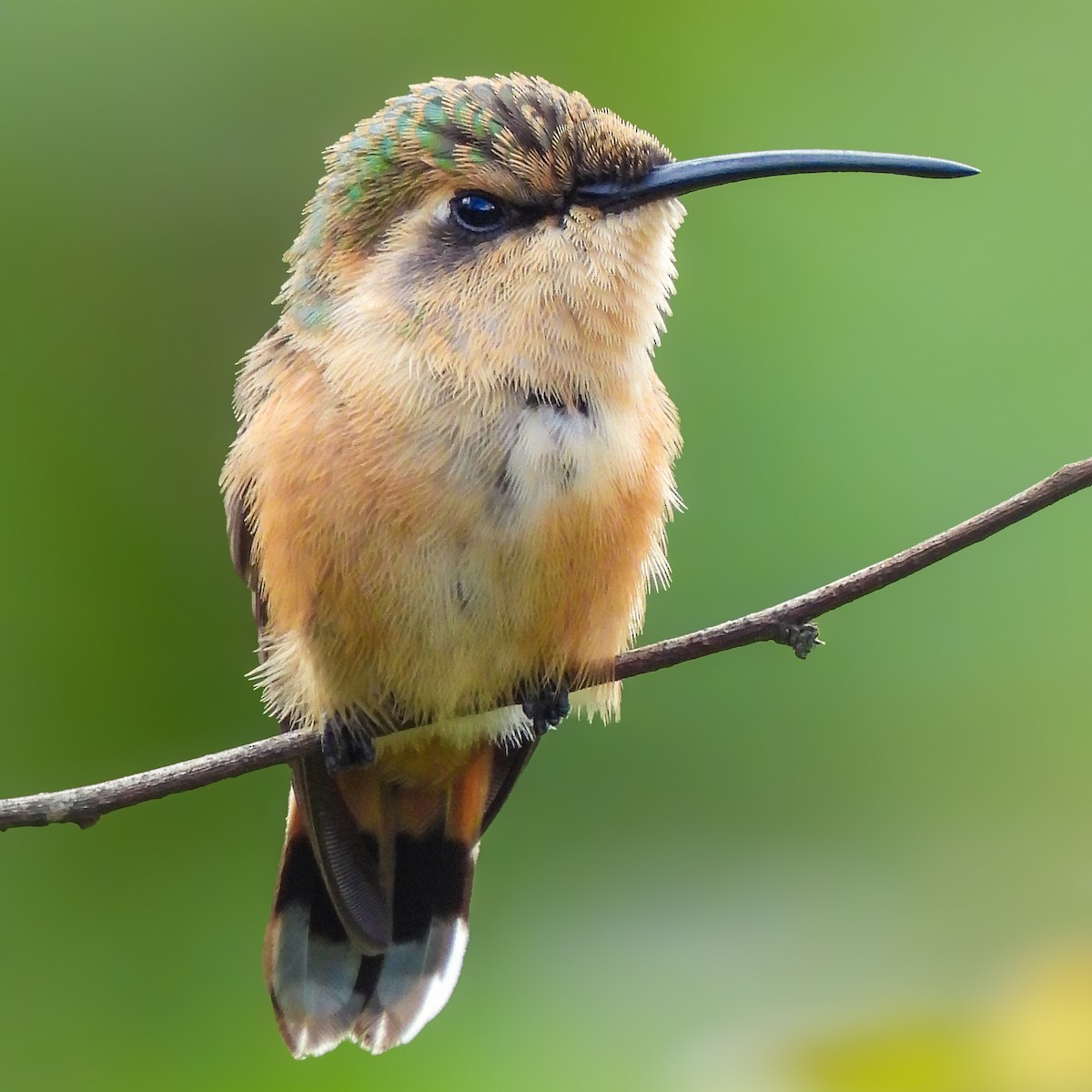 Colibri à queue singulière - ML641642884