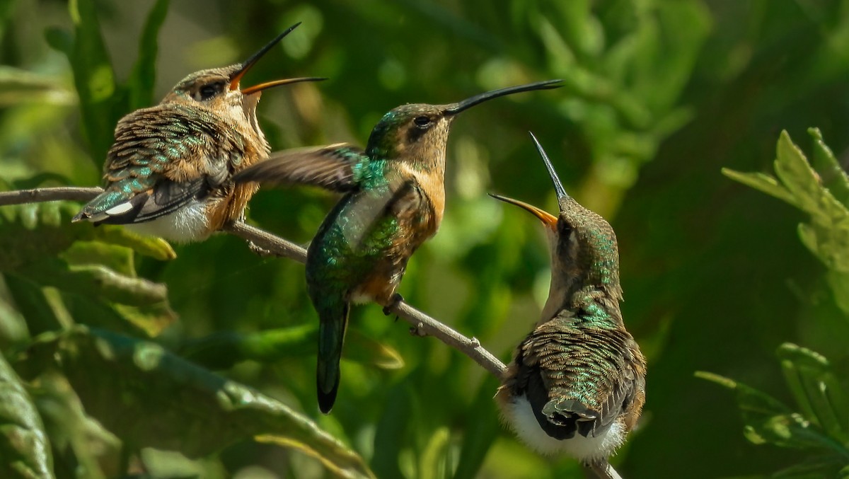Colibri à queue singulière - ML641642885