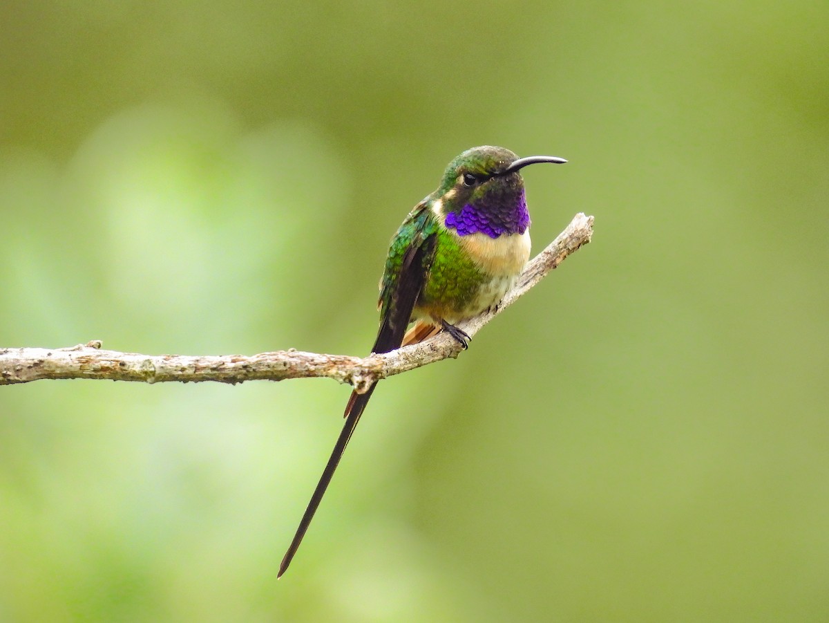 Colibri à queue singulière - ML641642887