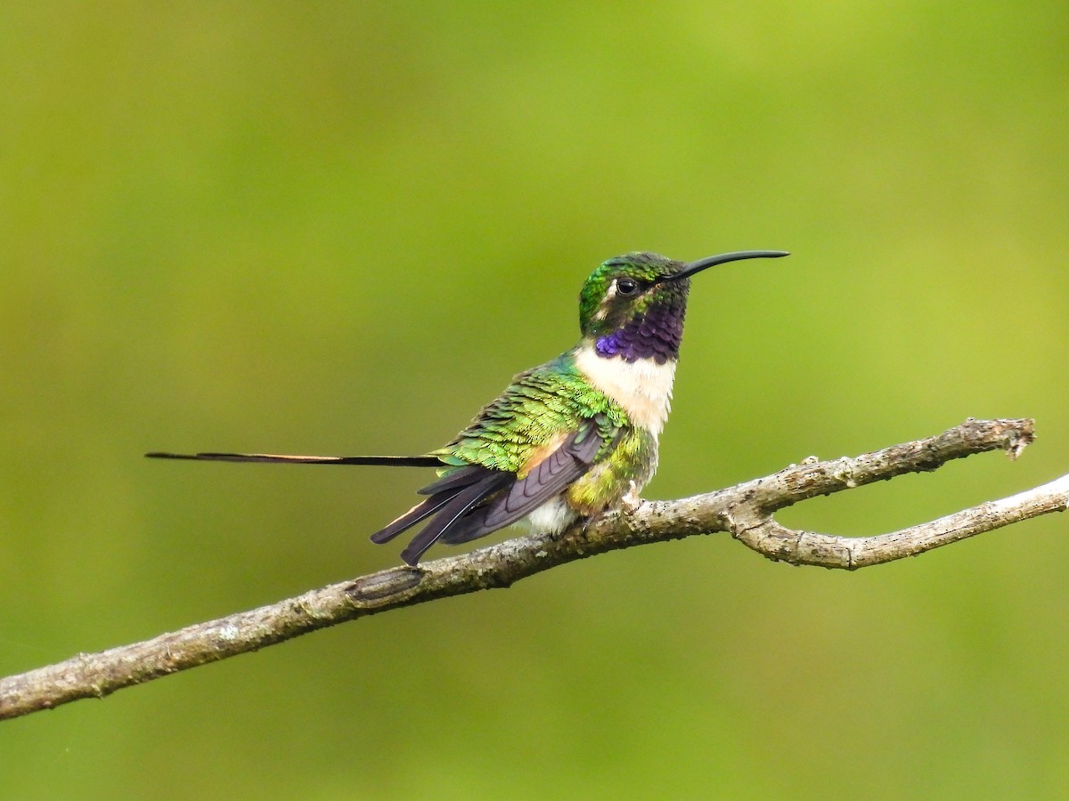 Colibri à queue singulière - ML641642889