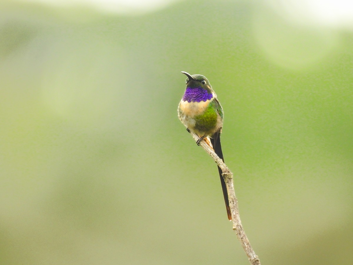 Colibri à queue singulière - ML641642890