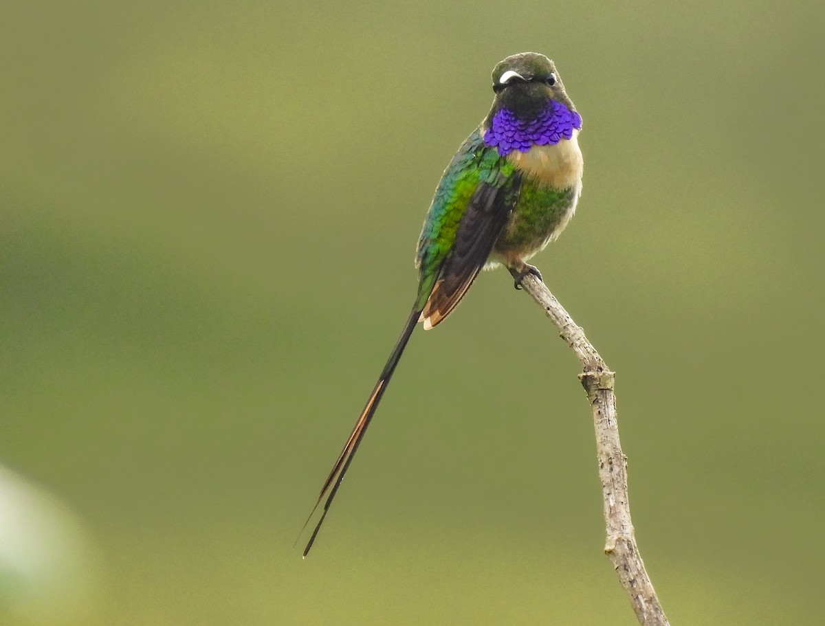 Colibri à queue singulière - ML641642891