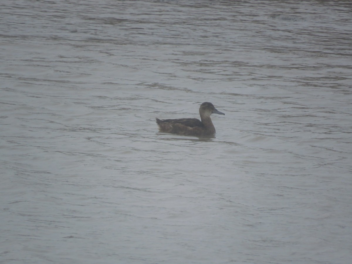 Black-headed Duck - ML641642897