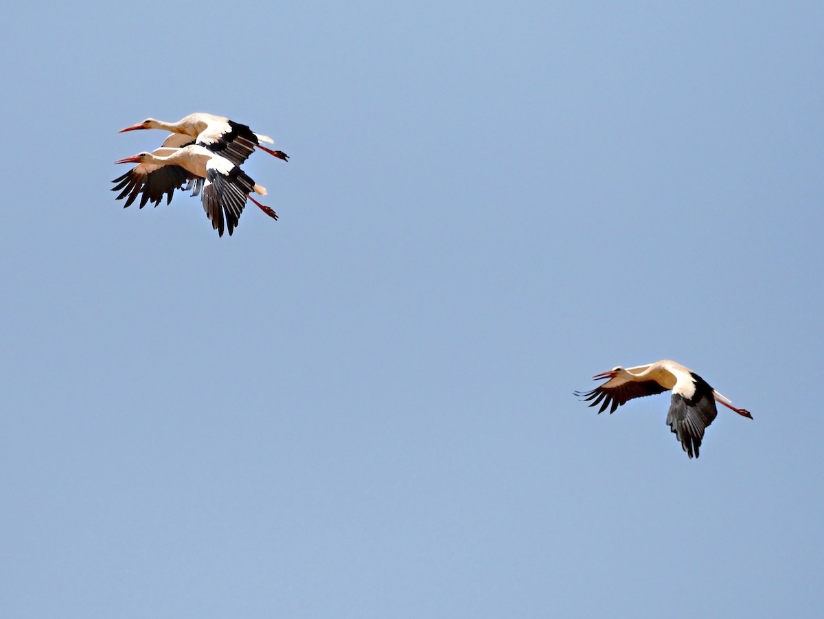 White Stork - ML641642902