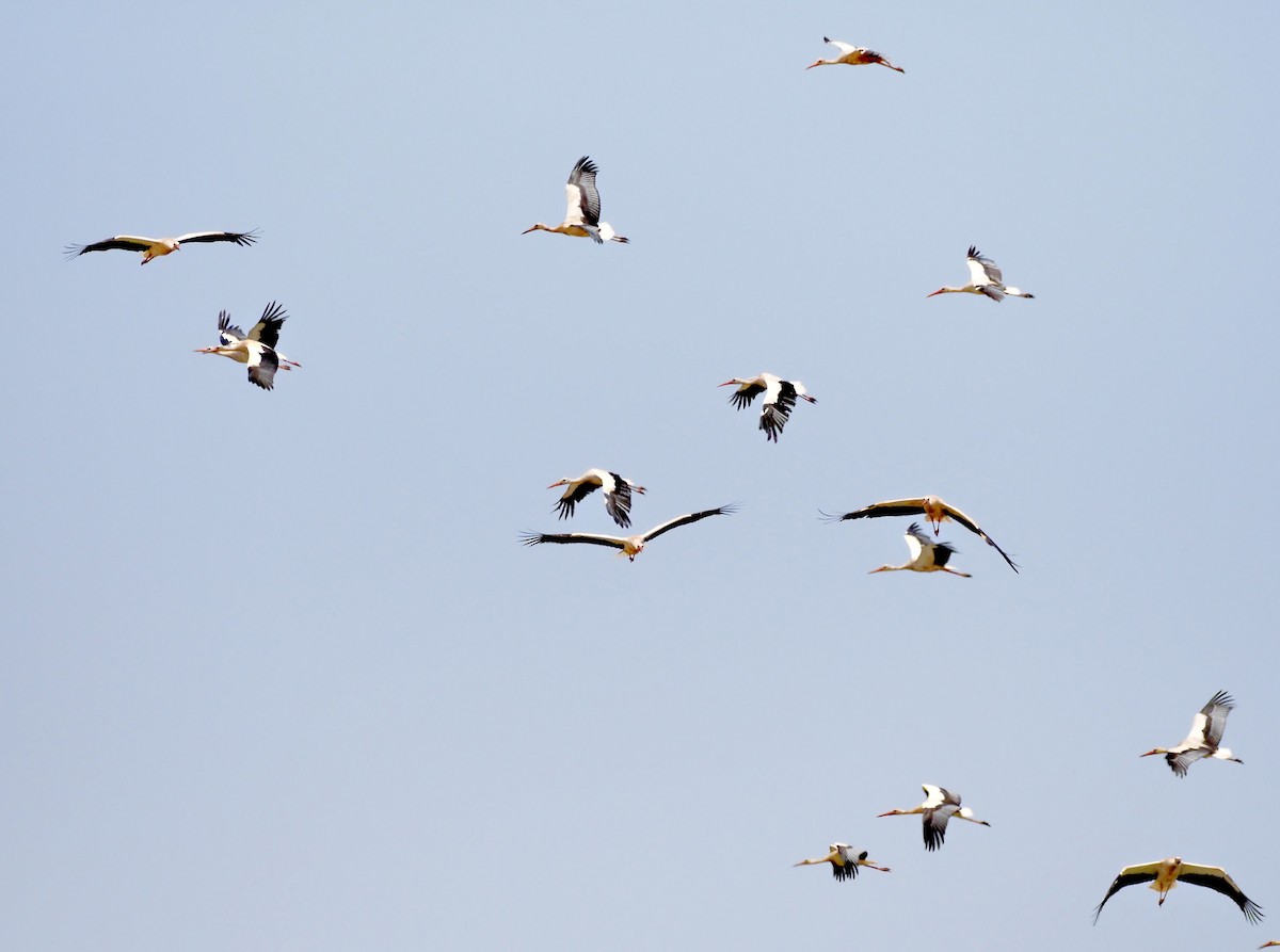 White Stork - ML641642904