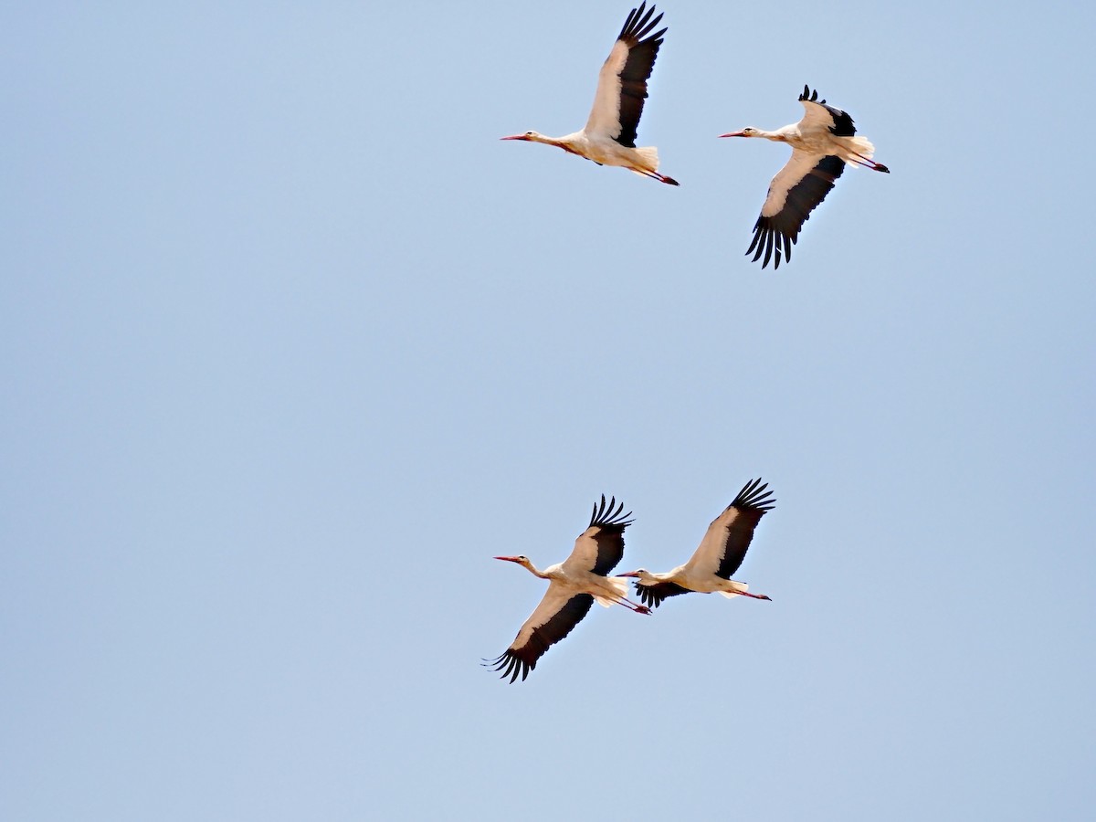 White Stork - ML641642905