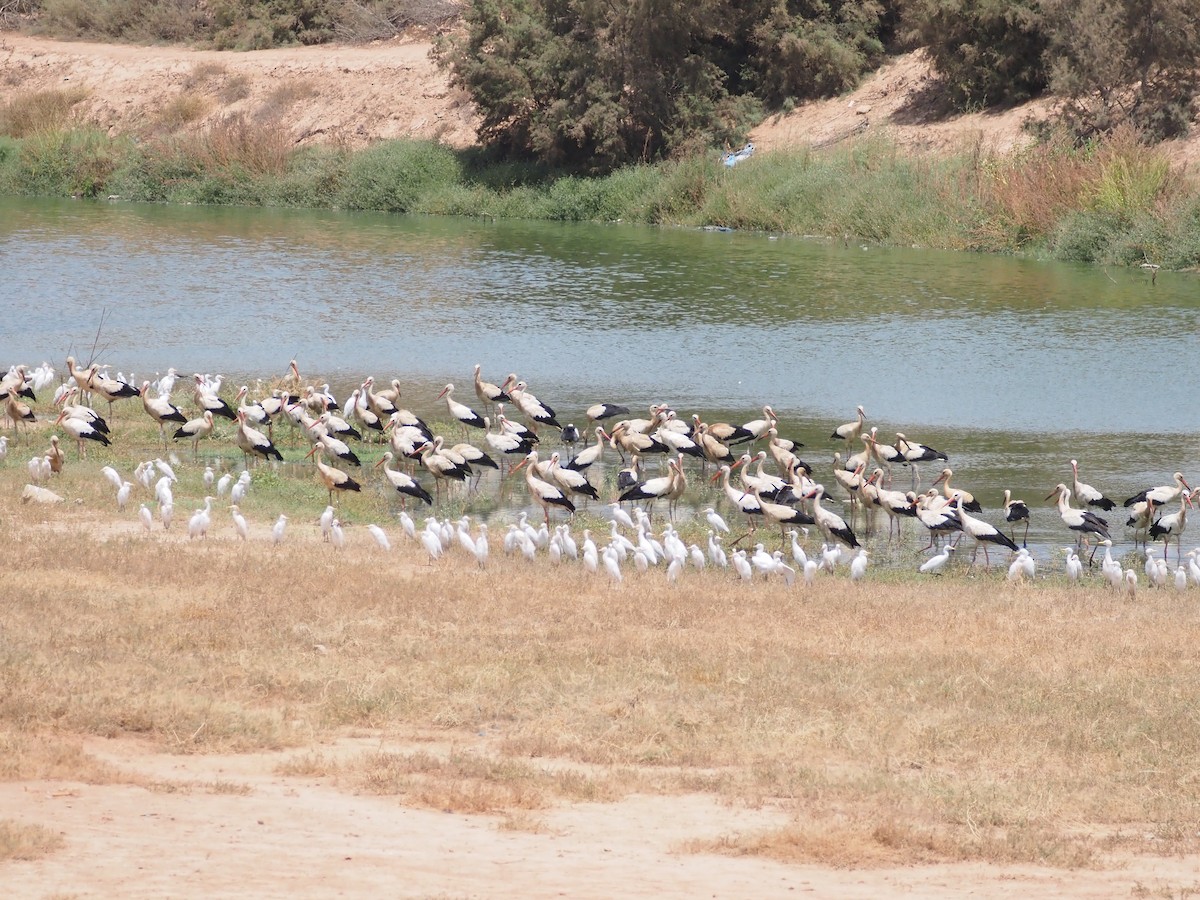 White Stork - ML641642906