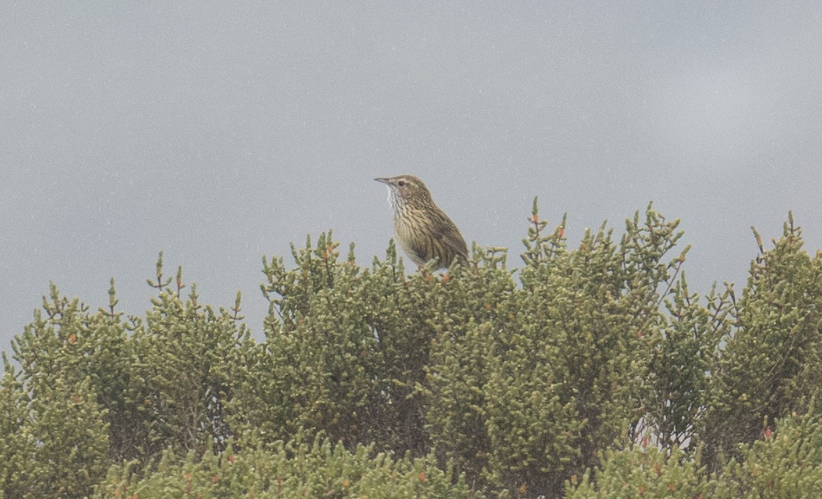 Striated Fieldwren - ML641642911