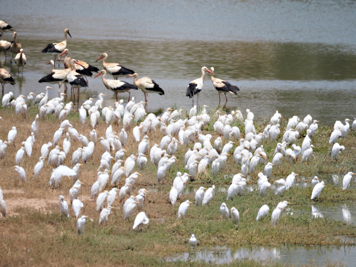 Western Cattle-Egret - ML641642916